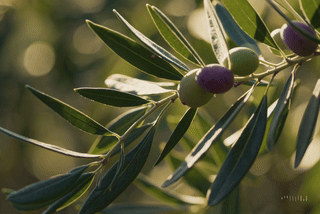 What are polyphenols?